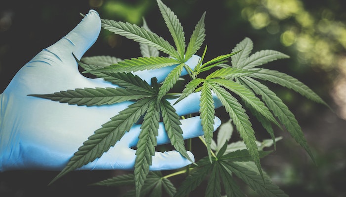 benefits of cbd oil